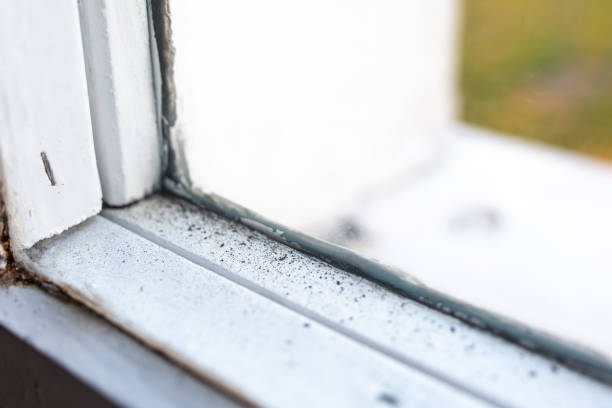 Best Attic Mold Removal  in Pearson, GA