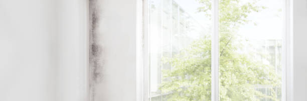 Best Environmental Consulting for Mold Prevention  in Pearson, GA
