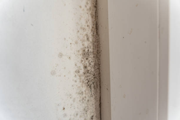 Best Mold Odor Removal Services  in Pearson, GA