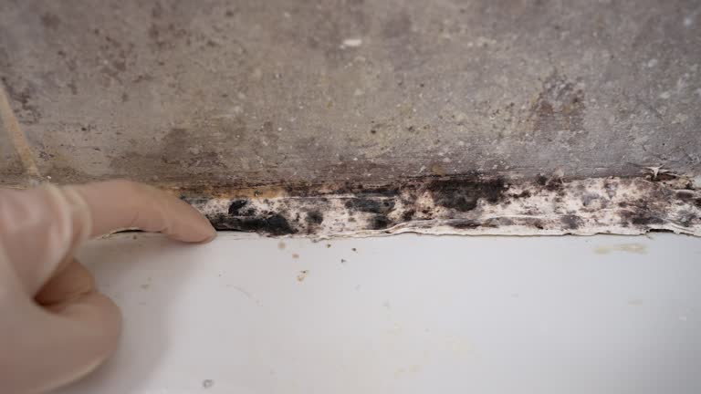 Forensic Mold Investigation in Pearson, GA